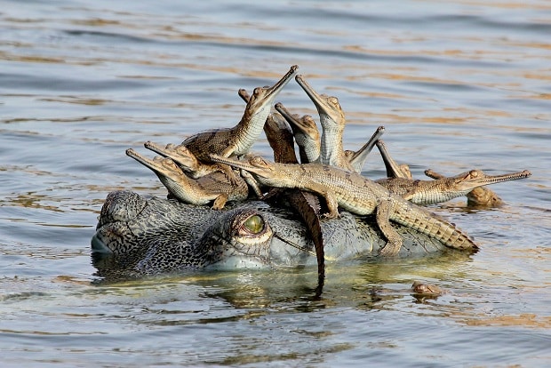 Mother’s little headful, Udayan Rao Pawar (India) – Young Wildlife Photographer of the Year 2013