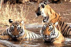 Bengal tigers- Uttarakhand