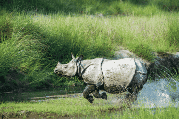 One horned rhinoceros- Assam