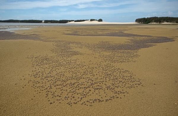 Amoghavarsha's One Australia