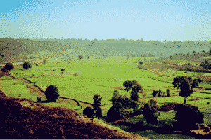 Greenery- Madhya Pradesh