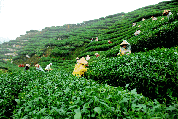 Tea estate- Assam