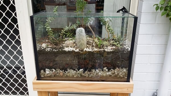 The fish tank destined for the tip, reborn as a terrarium