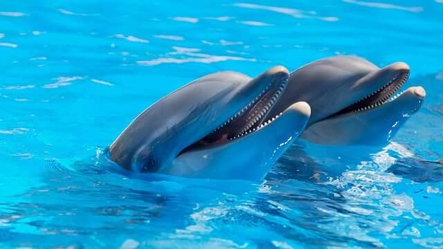 dolphin.Indian Link
