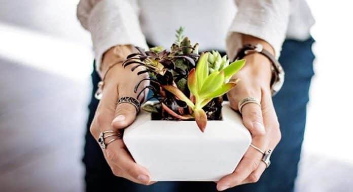 Bouquets are passe, gift a plant this Valentine’s Day