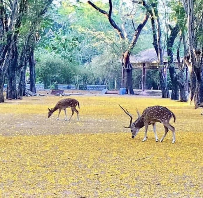Lack of humans, traffic, and noise brings wildlife to India’s towns and cities amid the lockdown