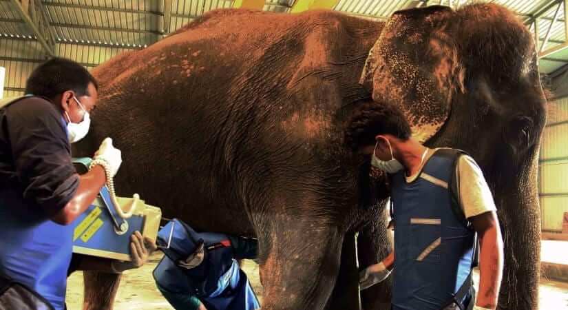 Wildlife SOS Elephant Hospital