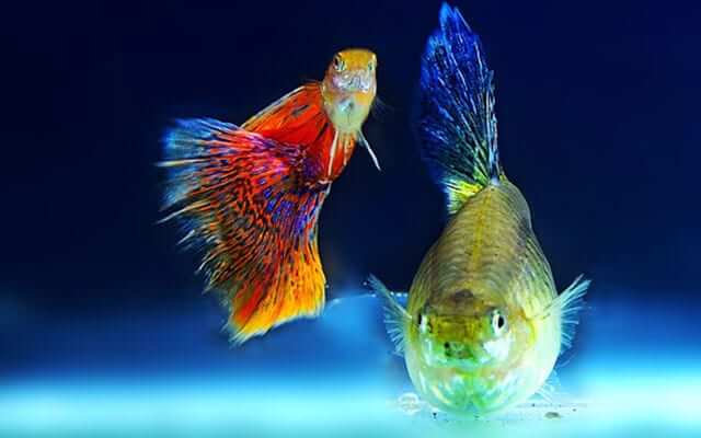 ornamental fish reach bangalore