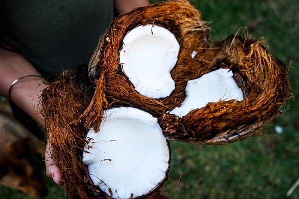 Coconut uses & benefits, oil, butter, pulp, flour, shells and fibres
