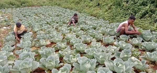 Indian farmers to receive $4.5 million aid from the Walmart foundation. Farmers harvesting cabbage.