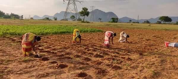 Indian farmers to receive $4.5 million aid from the Walmart foundation. Indian women farmers planting crops.