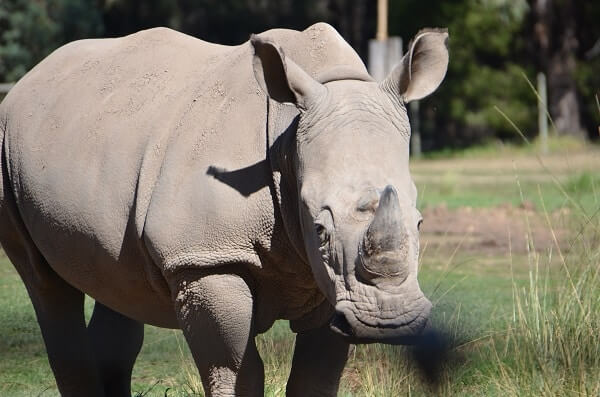 rhino at zoofari lodge