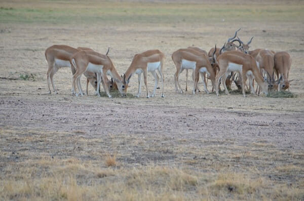 picture of deer