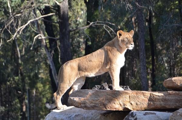 picture of lioness