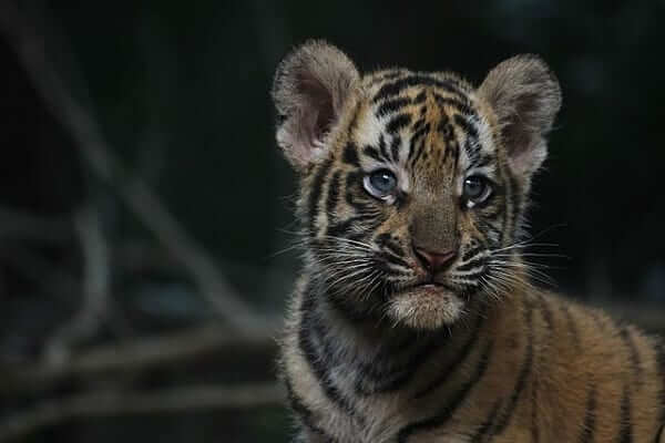tiger cub