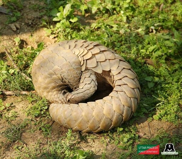 Rare pangolin rescued near Agra.