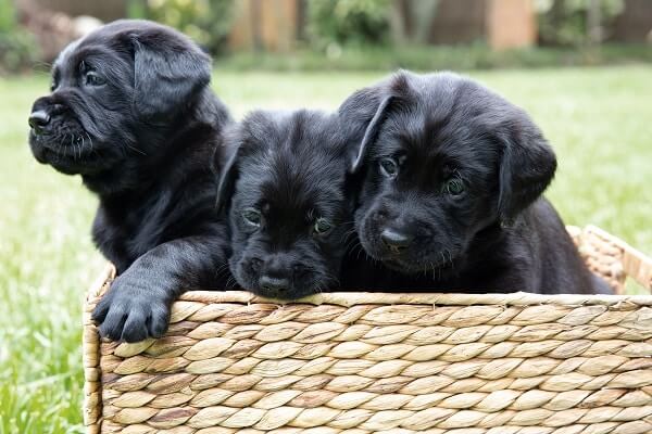 guide dogs australia puppies