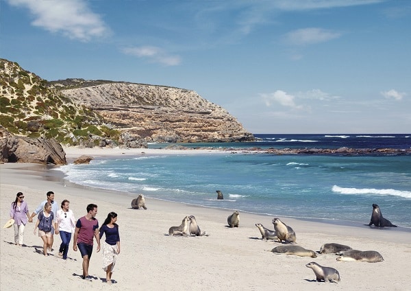 Seal Bay Conservation Park. Source: South Australia Tourism Commission
