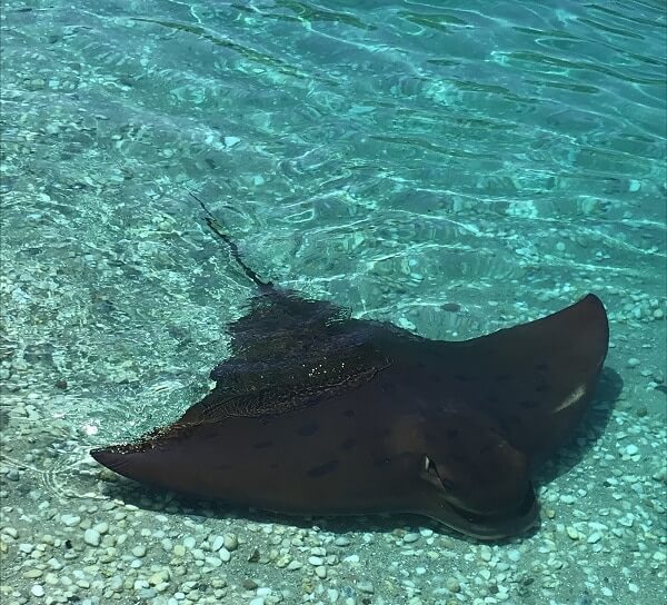 Sting Ray at Irukandji Shark and Ray Encounters