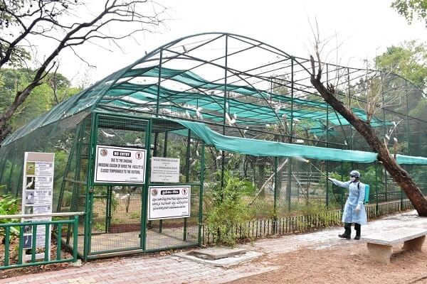  asiatic lions test positive for COVID-19 in Hyderabad zoo