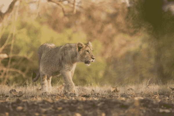  asiatic lions test positive for COVID-19 in Hyderabad zoo