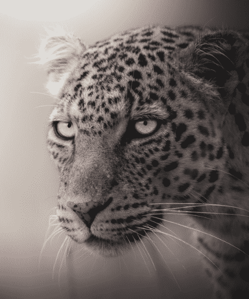 'The Enchantress' by Aditya Nair. wildlife photographer cheetah