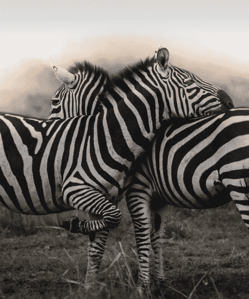zebra photography adits nair