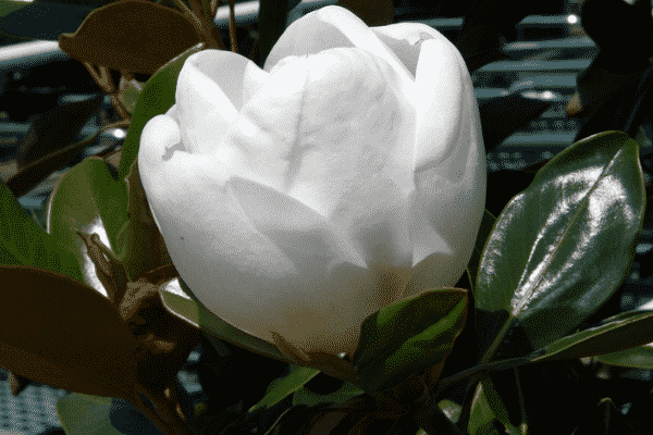 Magnolia “Little Gem”. Source: Wikimedia Commons