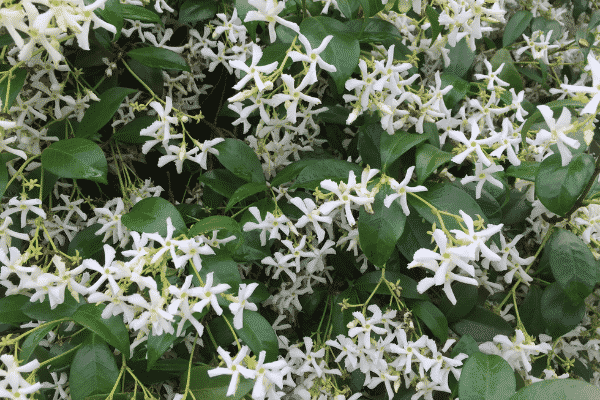 Trachelospermum jasminoides (Star Jasmine). Source: Flickr