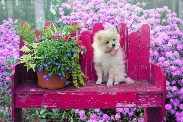Plant canine-friendly flora. Source: Canva