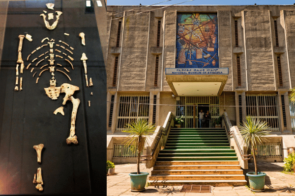 Lucy (Australopethicus aferensis) at the National Museum of Ethiopia in Addis Ababa. Source: Flickr