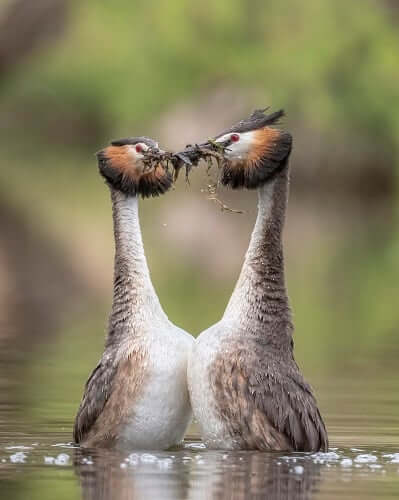 Great Crested Grebes Courtship Dance. Image supplied
