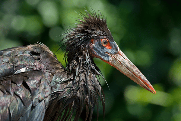 Abdim's stork