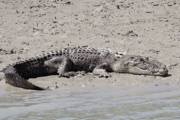 kimberley croc