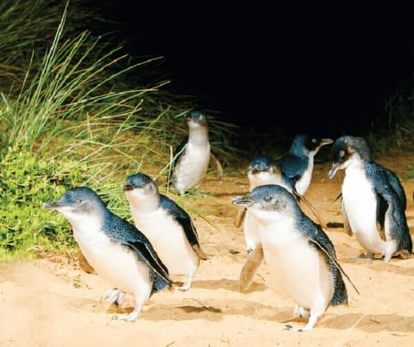 Phillip Island Penguins Race