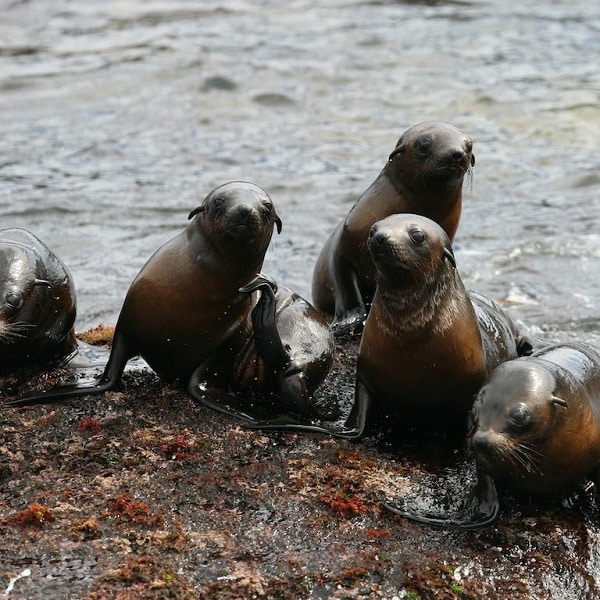Seals on the coast of Phillip Island