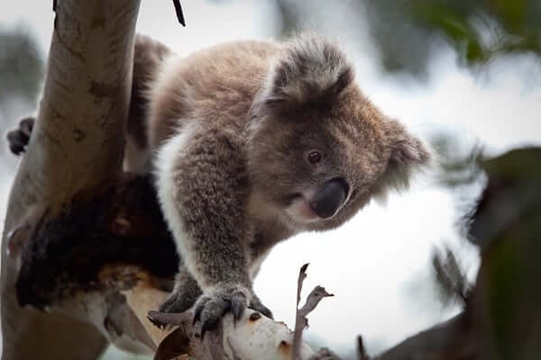 Koala in natural setting Phillip Island