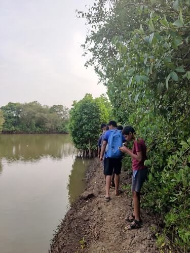 students studying mangroves