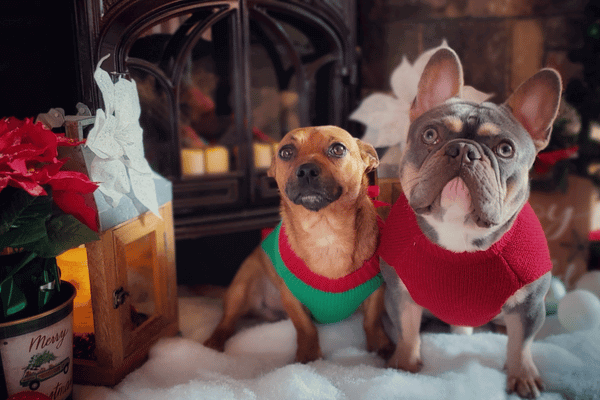 Holiday Pet Care