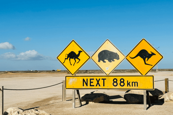 Animal encounters on the Nullabor