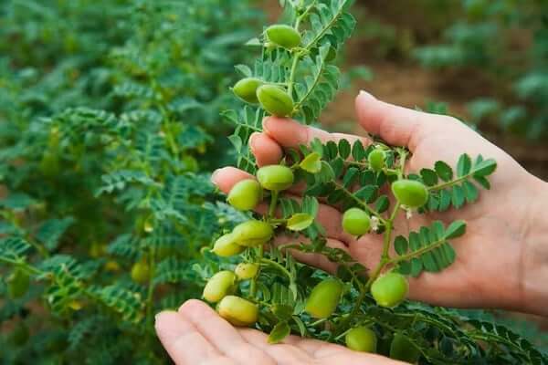 New chickpea variety 