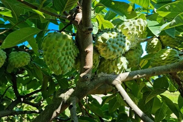 Custard apples