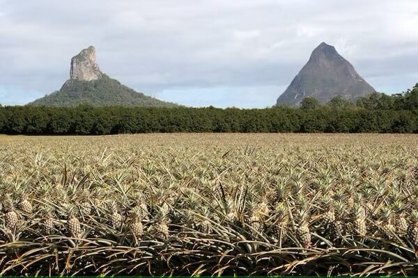 Pineapple plants