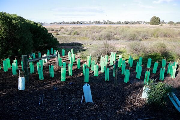 An area that has recently been vegetated, with lots of green plastic tree protectors. 