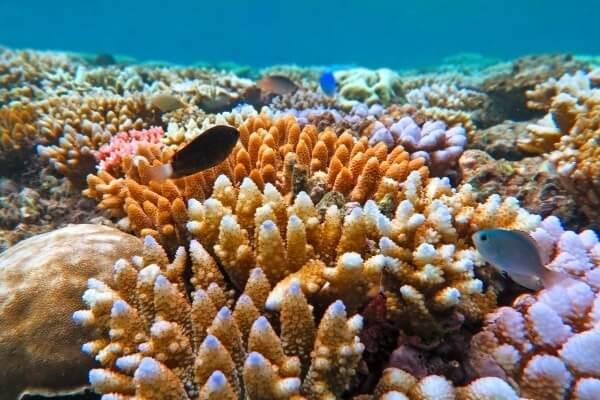 Colourful Coral and Tropical Fish in the Great Barrier Reef