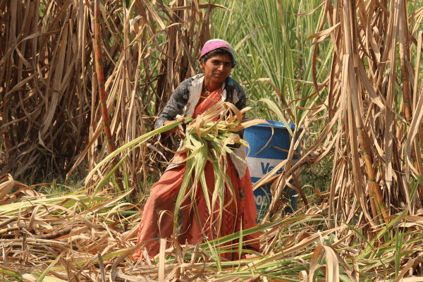 feminisation of agriculture