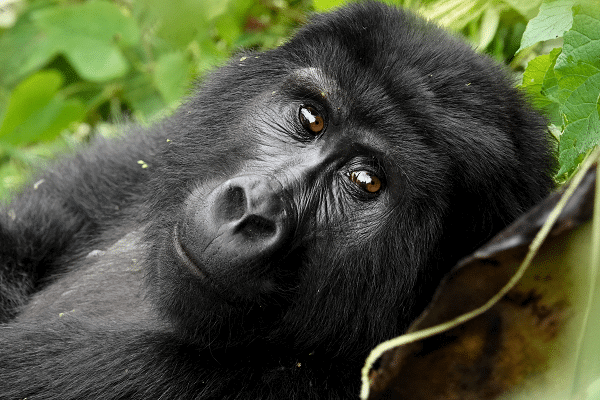 Uganda: Primate Country