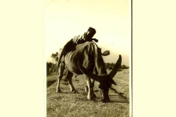 Boy on buffalo by Guruswamy Perumal