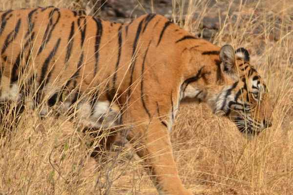 Archly Ranthambore tigress