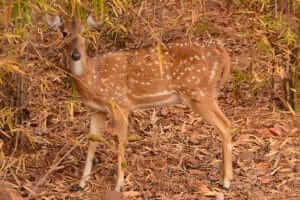 deer wildlife